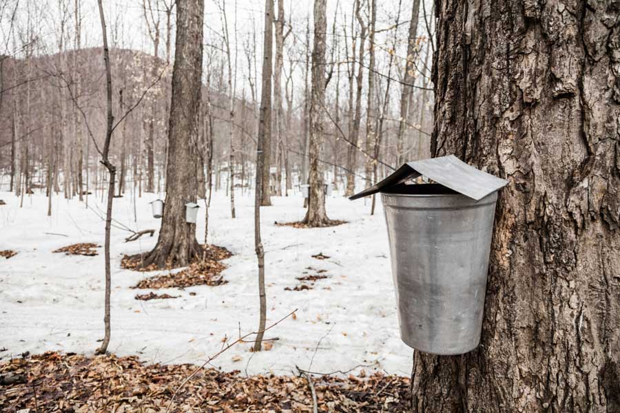 Seau pour récolter du sirop d'érable au Canada et au Quebec